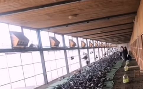 信鴿競(jìng)賽成績(jī)管理及時(shí)信息傳遞新要求