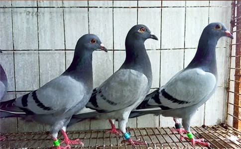 為何信鴿競賽管理越來越嚴(yán)格？設(shè)備選擇也指定化？