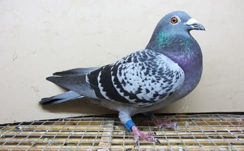 信鴿競賽成績管理及時(shí)信息傳遞新要求